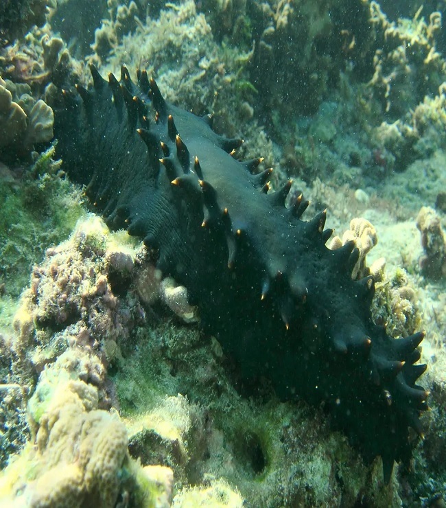 Sea cucumber worth Rs 8 crore seized in Tamil Nadu; what is it and why